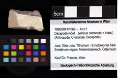 Foto (Objket + Etiketten) von Decapoda indet. 